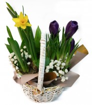 Crocuses and daffodils in a basket